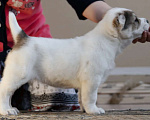 Собаки в других городах Нижегородской области: Щенок среднеазиатской овчарки ищет дом! Девочка, Бесплатно - фото 1