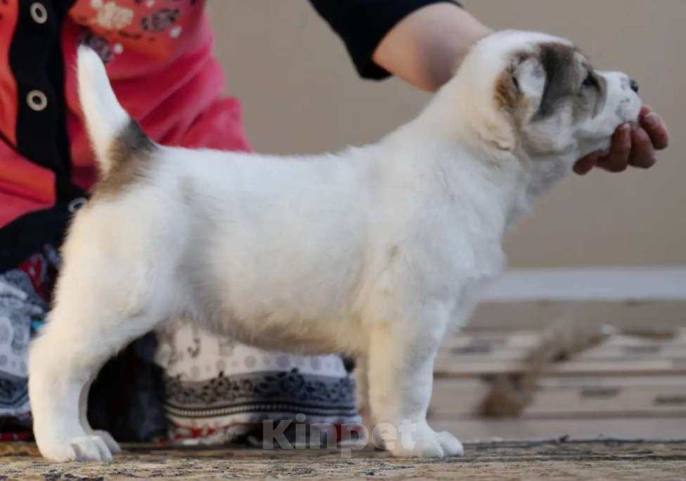 Собаки в других городах Нижегородской области: Щенок среднеазиатской овчарки ищет дом! Девочка, Бесплатно - фото 1