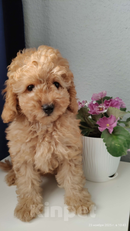 Собаки в Мытищах: Миниатюрный пудель Абель Девочка, 90 000 руб. - фото 3