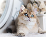 Кошки в Владивостоке: Британский котенок Хасан Мальчик, 70 000 руб. - фото 4
