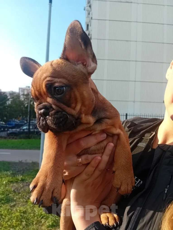 Собаки в Москве: Замечательный мальчик Мальчик, 70 000 руб. - фото 1