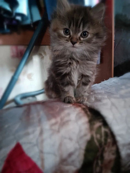 Отдам котят в добрые руки