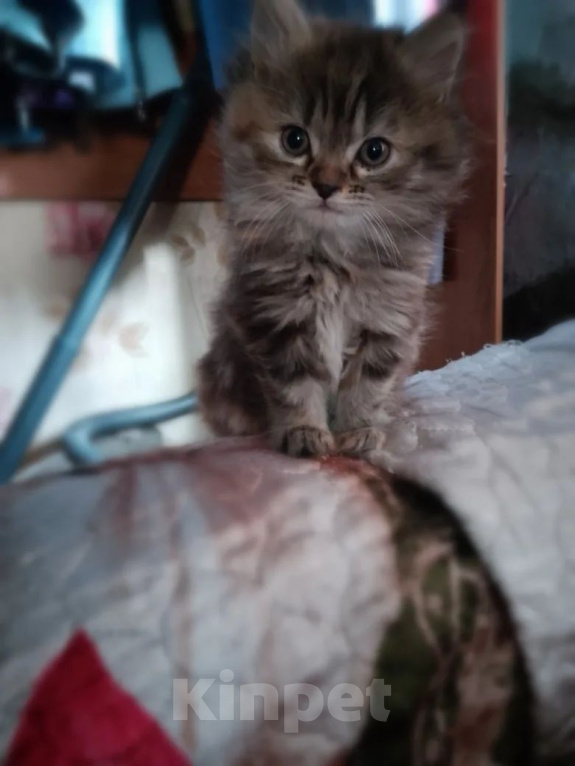 Кошки в Слюдянке: Отдам котят в добрые руки Мальчик, Бесплатно - фото 1