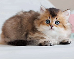 Кошки в Владивостоке: Очаровательный британский парень Мальчик, 60 000 руб. - фото 2
