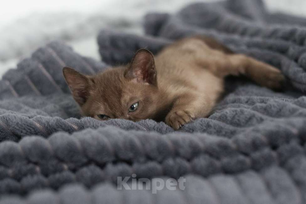 Кошки в Нижнем Новгороде: Котёнок европейской бурмы, мальчик, соболиный окрас Мальчик, 48 000 руб. - фото 9