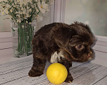 Собаки в Москве: Шоколадный малыш йорка Мальчик, 35 000 руб. - фото 3