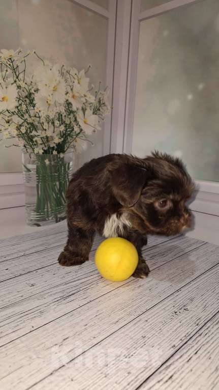 Собаки в Москве: Шоколадный малыш йорка Мальчик, 35 000 руб. - фото 3