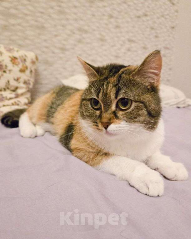 Кошки в Москве: Кошечку выгнали с передержки Девочка, Бесплатно - фото 2