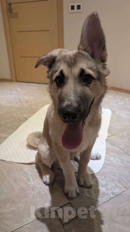 Собаки в Санкт-Петербурге: Дворинин овчарка Графи Мальчик, Бесплатно - фото 2