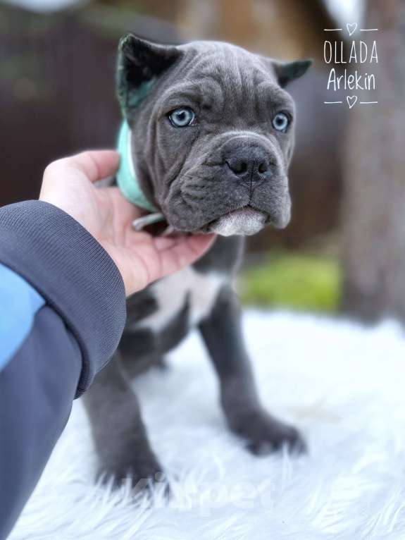 Собаки в Москве: Серая красотка кане корсо Девочка, 70 000 руб. - фото 3