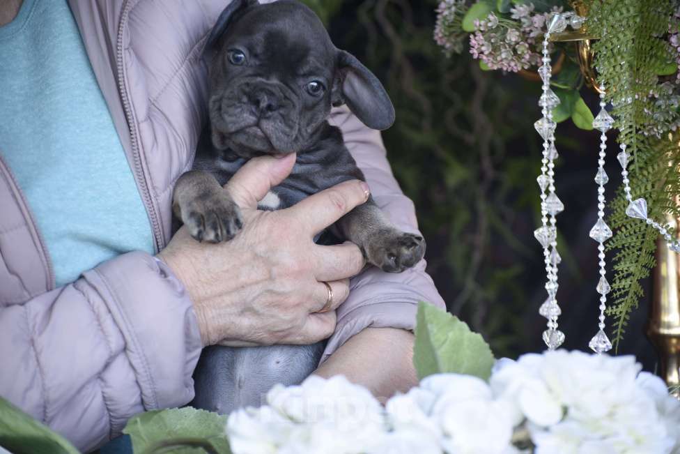 Собаки в Москве: девочка окрас голубой подпал Девочка, 50 000 руб. - фото 4