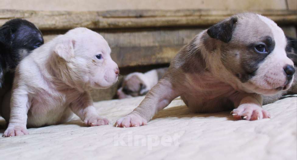 Собаки в Москве: Мальчики и девочки американский булли Разнополые, 70 000 руб. - фото 2
