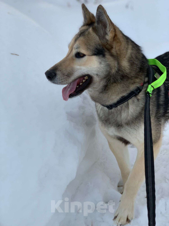 Собаки в Москве: Виби Девочка, Бесплатно - фото 6