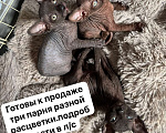 Кошки в Шахте: Котята сфинкс Мальчик, 13 000 руб. - фото 3