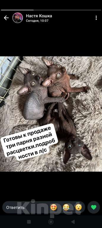Кошки в Шахте: Котята сфинкс Мальчик, 13 000 руб. - фото 3