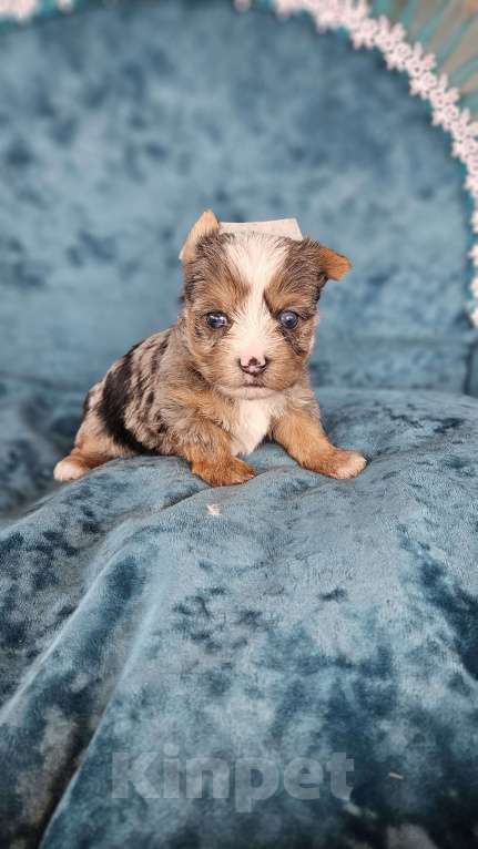 Собаки в Москве: Блю мерле йорк с голубыми глазами Мальчик, 120 000 руб. - фото 7