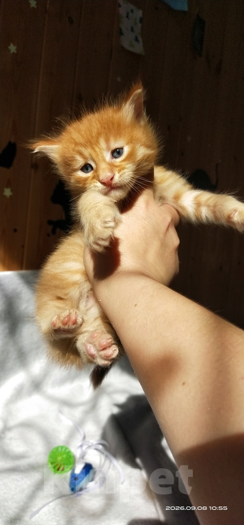 Кошки в Челябинске: 🔥🔥🔥 КОТЯТА МЕЙН-КУН ПОЛИДАКТ ПИТОМНИК 🔥🔥🔥 Разнополые, 5 000 руб. - фото 2