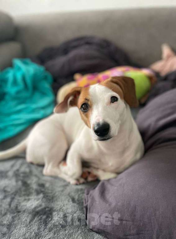 Собаки в Истре: Пропала собака Девочка, 10 000 000 руб. - фото 2