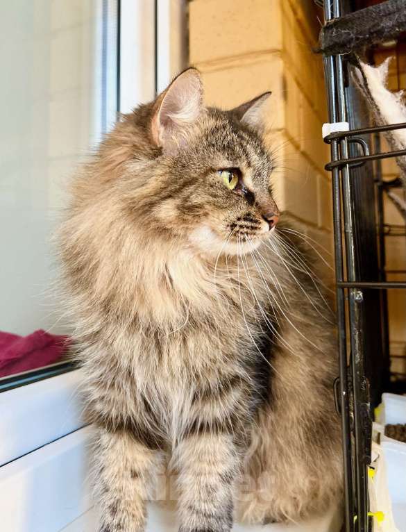 Кошки в Москве: Молодая пушистая кошечка Венди в добрые руки Девочка, Бесплатно - фото 4