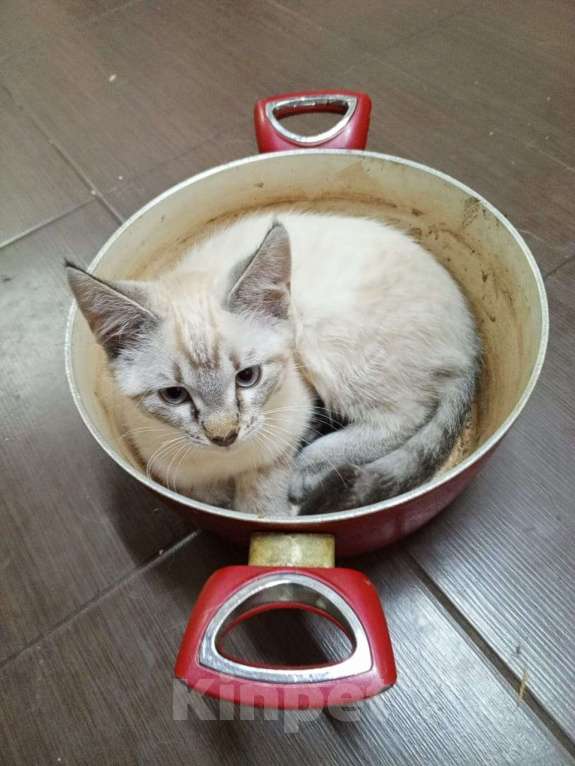 Кошки в Иркутске: Обалденный котик для понимающих Мальчик, Бесплатно - фото 1