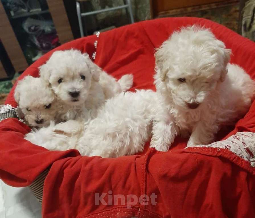 Собаки в Кореновске: Той-пудель Девочка, 40 000 руб. - фото 6