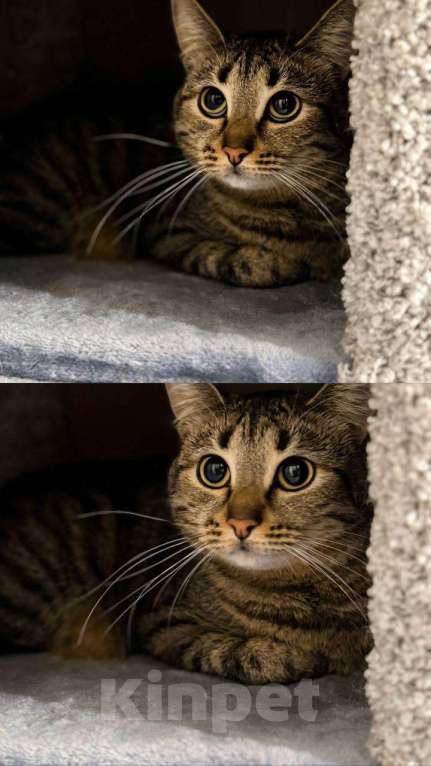 Кошки в Балашихе: Вента Девочка, Бесплатно - фото 4