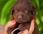 Собаки в Челябинске: Шоколадный малыш, серый ошейник лабрадор-ретривер 1 месяц  Мальчик, 40 000 руб. - фото 4