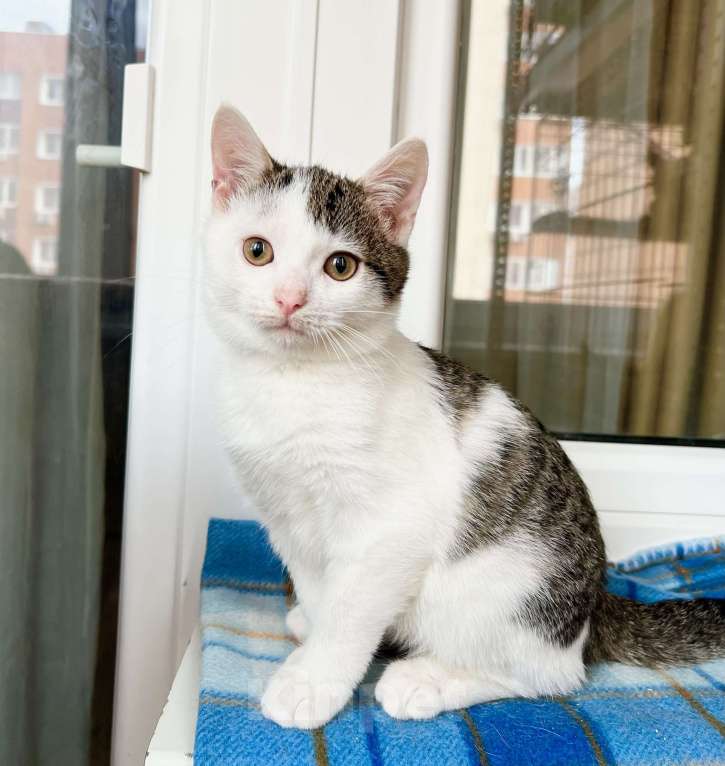 Кошки в Москве: Котенок Лазерь - лучистое счастье в добрые руки Мальчик, Бесплатно - фото 6