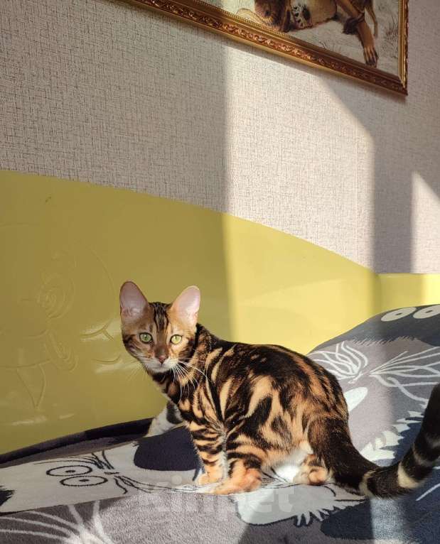 Кошки в Сыктывкаре: Бенгальский мальчик Мальчик, Бесплатно - фото 3