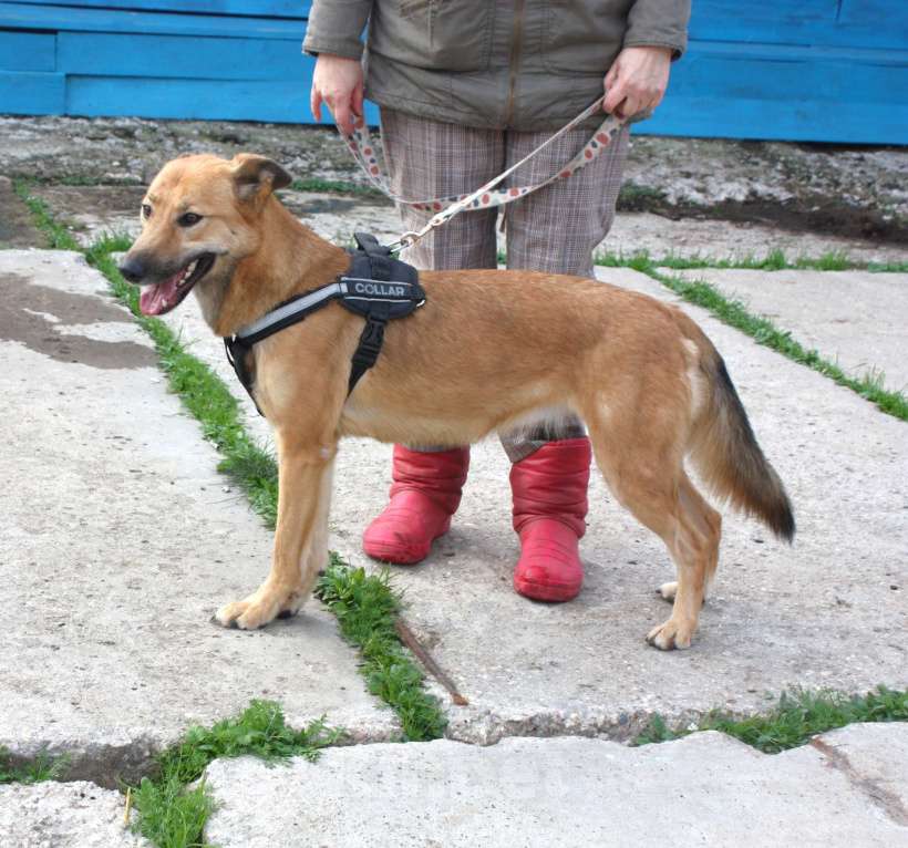 Собаки в Москве: Дружелюбная собака -компаньон Пипа ищет дом! Девочка, Бесплатно - фото 9