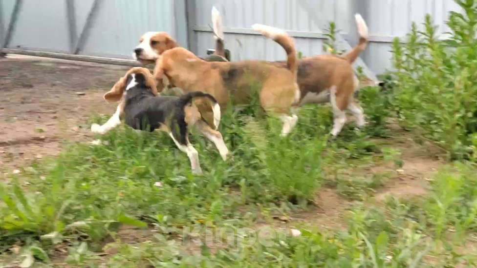 Собаки в Москве: Шикарный мальчик бигля Мальчик, 80 000 руб. - фото 8