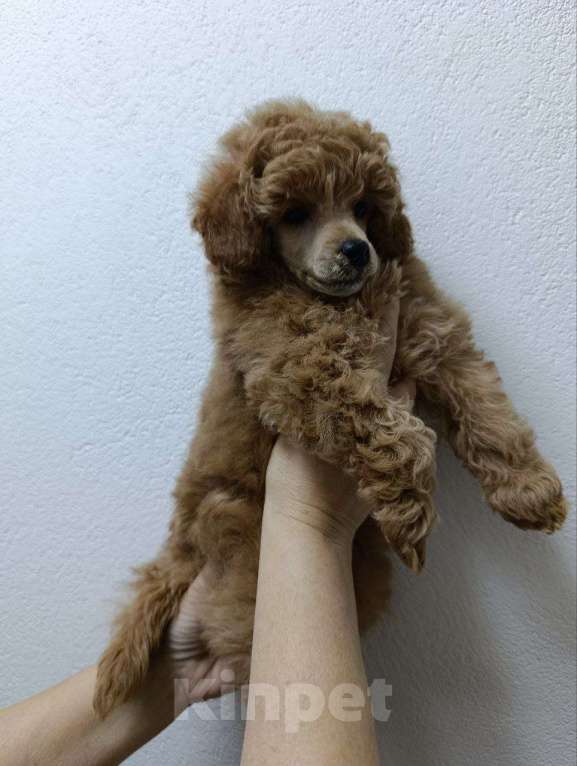 Собаки в Санкт-Петербурге: Щенок той пуделя Мальчик, 80 000 руб. - фото 1