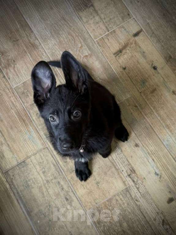 Собаки в Великом Новгороде: Щенки (Немецкая овчарка) Девочка, 40 000 руб. - фото 6