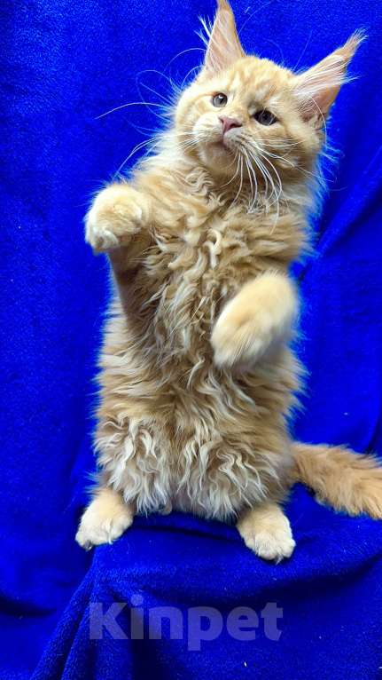 Кошки в Москве: Мейн-кун котенок Мальчик, 60 000 руб. - фото 2