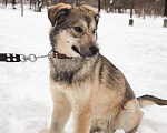 Собаки в Москве: Грей Мальчик, 10 руб. - фото 2