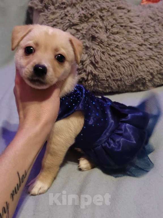 Собаки в Екатеринбурге: Малыши русского тоя Мальчик, 20 000 руб. - фото 1