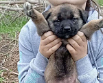Собаки в Новошахтинске: Щенки в добрые руки Мальчик, Бесплатно - фото 2