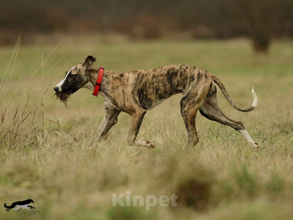 Собаки в Москве: Тигровый уиппет  Мальчик, 130 000 руб. - фото 7