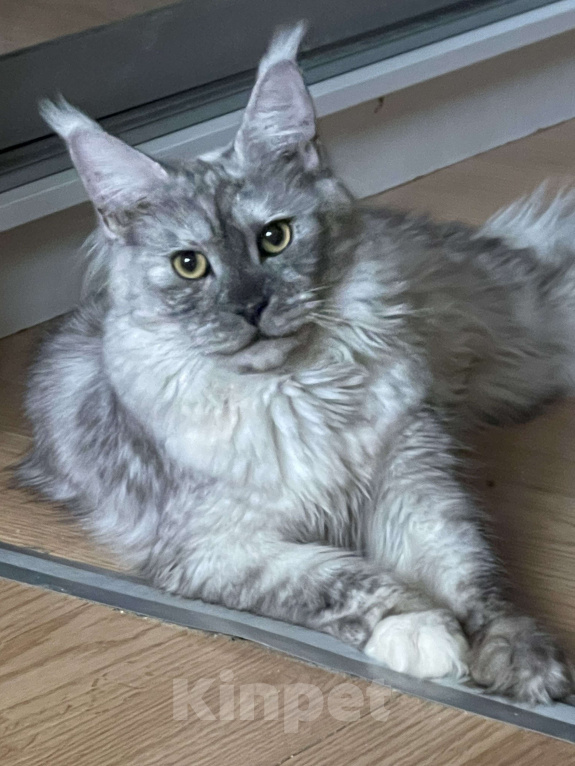 Кошки в Москве: ДЕВЧУШКА НА ВЫДАНЬЕ ИЗ ПИТОМНИКА Девочка, 30 000 руб. - фото 9