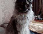 Кошки в Красноуфимске: нужна кошка для вязки меин кун Мальчик, 1 руб. - фото 1