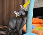 Кошки в Симферополе: Шоколадная самочка Девочка, 35 000 руб. - фото 6