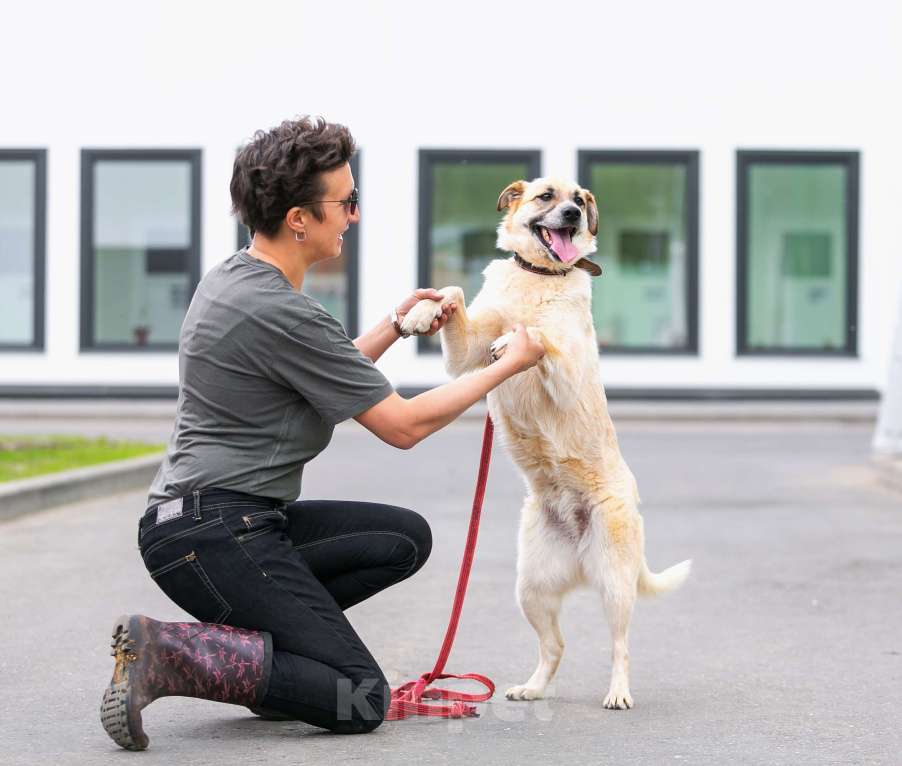 Собаки в Москве: Активная Барабулька ищет хозяев! Девочка, Бесплатно - фото 9