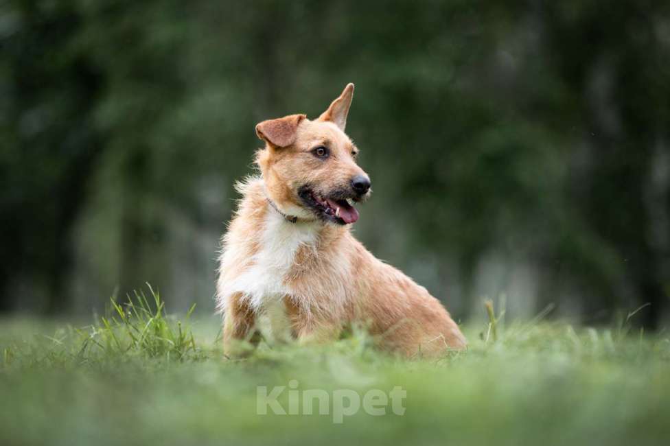 Собаки в Москве: Иннокентий Мальчик, Бесплатно - фото 2