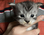 Кошки в Лукоянове: Котятки в резерв, 12 000 руб. - фото 5