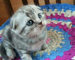 Кошки в Новокубанске: Продается Шотландский котенок, 4 000 руб. - фото 1