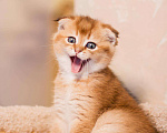 Кошки в Лянторе: Золотой шотландский кот, 50 000 руб. - фото 3