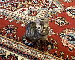 Кошки в Москве: Бенгальский кот Мальчик, 12 000 руб. - фото 4