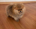 Собаки в Санкт-Петербурге: Мини мальчик померанского шпица , Марти Мальчик, 60 000 руб. - фото 4