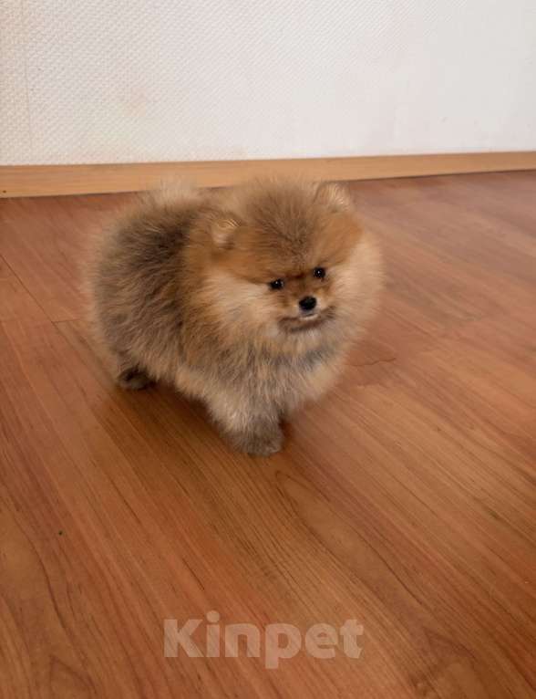 Собаки в Санкт-Петербурге: Мини мальчик померанского шпица , Марти Мальчик, 60 000 руб. - фото 4