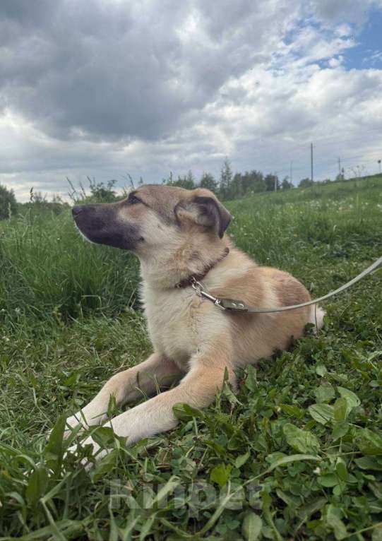 Собаки в других городах Московской области: Собака в добрые руки Мальчик, Бесплатно - фото 6